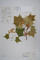 元寶楓, 地錦槭藏品圖，第1張