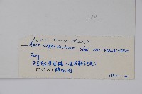 元寶楓, 地錦槭藏品圖，第2張