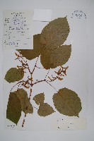 青榨槭藏品圖，第1張