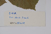 青榨槭藏品圖，第2張