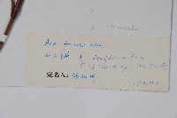 疏花槭藏品圖，第2張