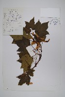 登錄號:S023219藏品圖，第1張