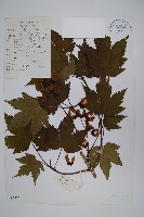 登錄號:S023220藏品圖，第1張