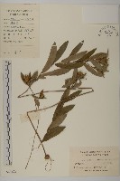 登錄號:S023269藏品圖，第1張