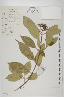 短圓葉棶木藏品圖，第1張