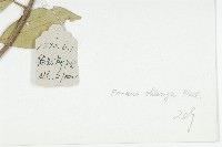 短圓葉棶木藏品圖，第3張