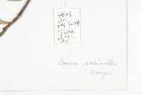 康定棶木藏品圖，第2張