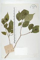 西藏青莢葉藏品圖，第1張