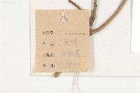 西藏青莢葉藏品圖，第2張