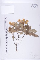 頭狀四照花藏品圖，第1張