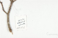 頭狀四照花藏品圖，第2張