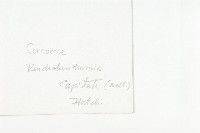 頭狀四照花藏品圖，第3張