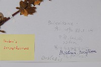 刺紅珠藏品圖，第2張