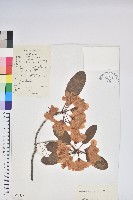 紅萼杜鵑、頭萼杜鵑藏品圖，第1張