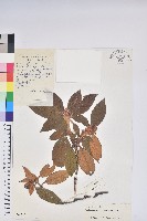 泡泡葉杜鵑藏品圖，第1張