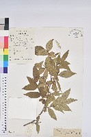 草沉香藏品圖，第1張