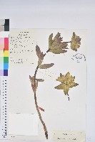 大果大戟藏品圖，第1張