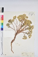 喜馬拉雅大戟藏品圖，第1張