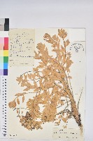 大狼毒藏品圖，第1張