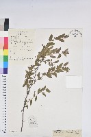 雀兒舌頭藏品圖，第1張