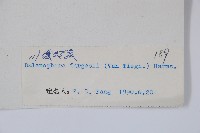 川藏蛇菰藏品圖，第2張