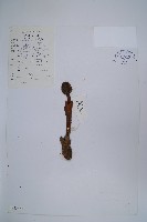 川藏蛇菰藏品圖，第1張