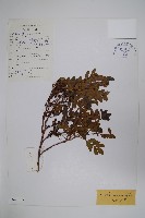 清香木藏品圖，第1張