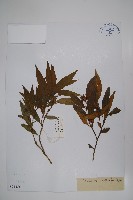 雲南野扇花藏品圖，第1張