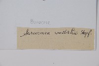 雲南野扇花藏品圖，第2張