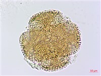 小角柱花藏品圖，第1張