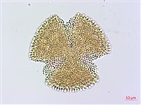 小角柱花藏品圖，第2張