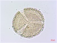 小角柱花藏品圖，第3張