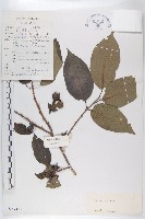 黑棗、君遷子藏品圖，第1張