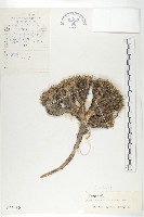 細葉萊菔藏品圖，第1張