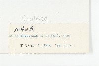 細葉萊菔藏品圖，第3張