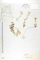 山菜葶藶藏品圖，第1張
