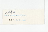 山菜葶藶藏品圖，第3張