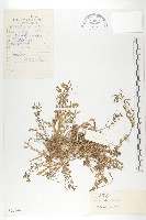 山菜葶藶藏品圖，第1張