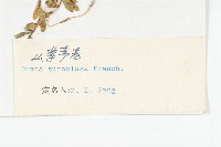 山菜葶藶藏品圖，第3張