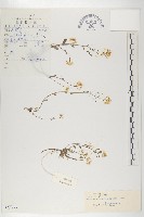 雲南葶藶藏品圖，第1張