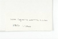 寬葉萊菔藏品圖，第2張