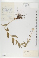 川滇山崳草藏品圖，第1張