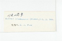 川滇山崳草藏品圖，第3張