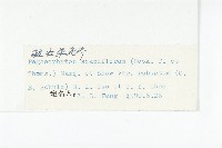 粗壯單花芥藏品圖，第3張