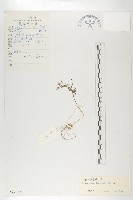 寬翅彎蕊芥藏品圖，第1張