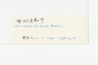 寬翅彎蕊芥藏品圖，第3張