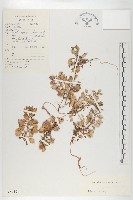 幹葉無隔芥藏品圖，第1張