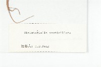 幹葉無隔芥藏品圖，第3張