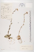 小花南芥藏品圖，第1張