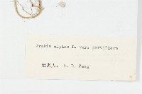 小花南芥藏品圖，第6張